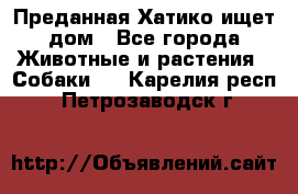 Преданная Хатико ищет дом - Все города Животные и растения » Собаки   . Карелия респ.,Петрозаводск г.